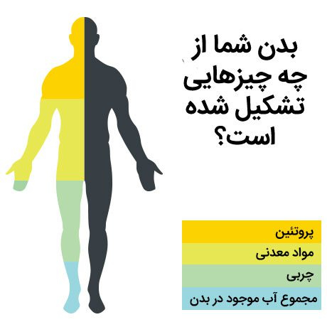 نرم‌افزار آنالیز بدن